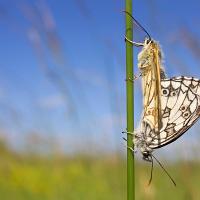 Mating Marbled Whites 1 